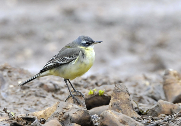 Blue-headed Eastern Yellow Wagtail