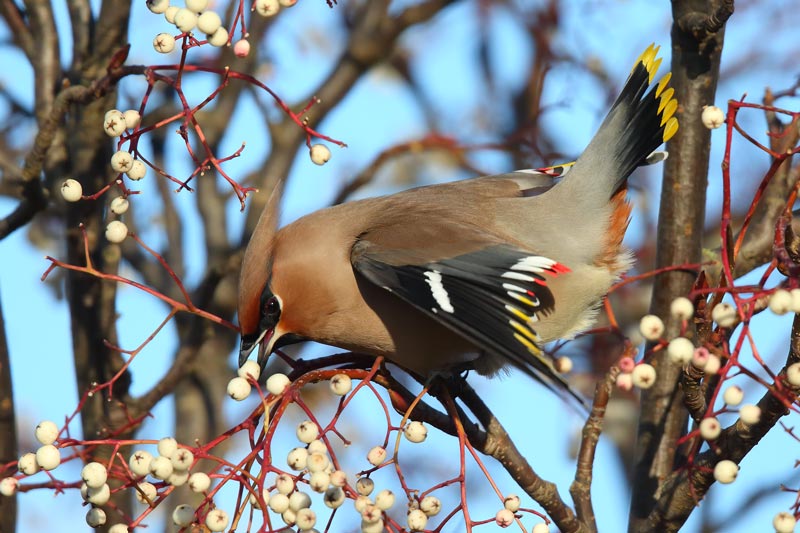 A lovely adult Waxwing