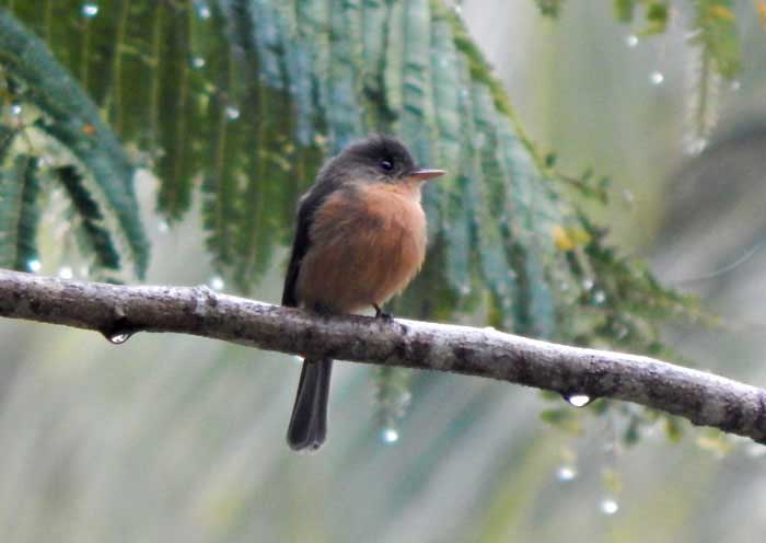 St. Lucia Pewee