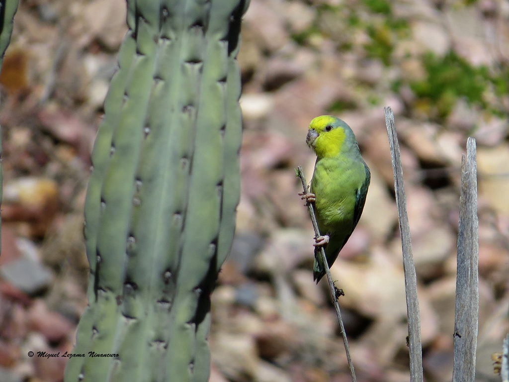 yellow-faced parrotlet