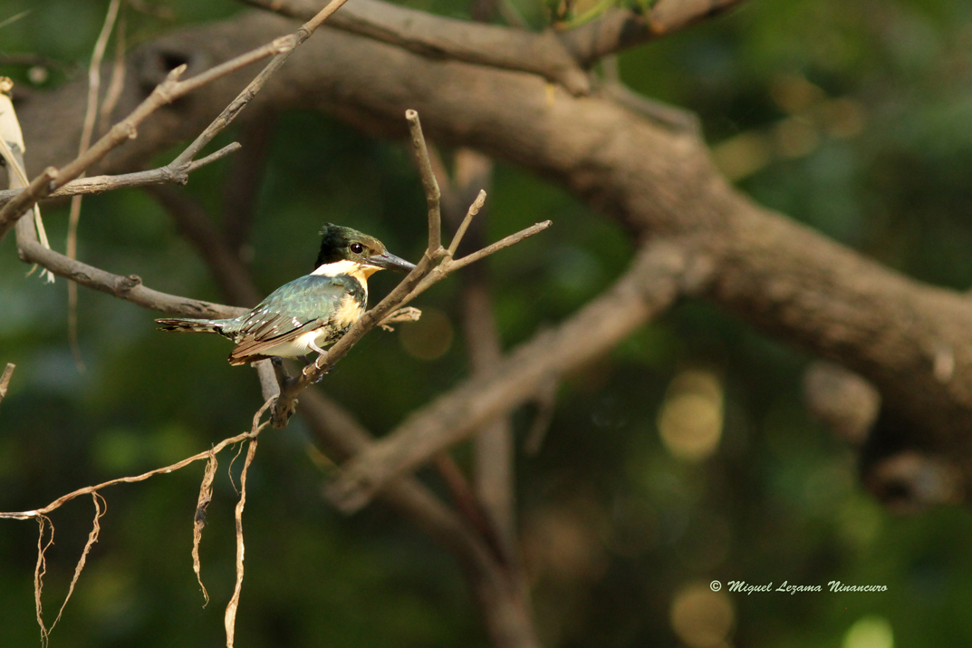 Amazon Kingfisher-