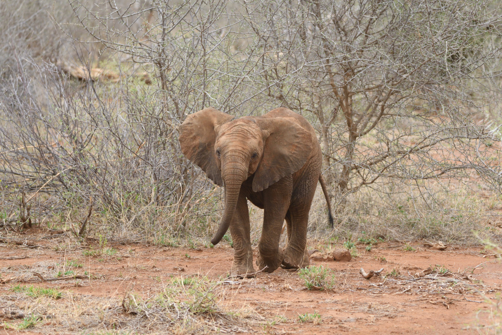 African Elphant