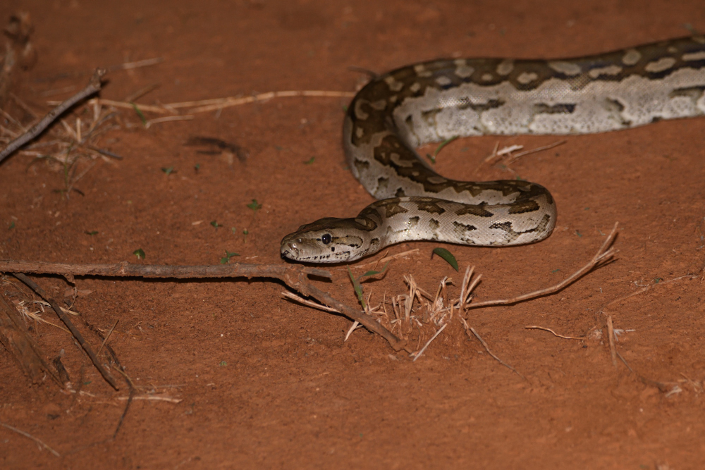 South African Rock Python