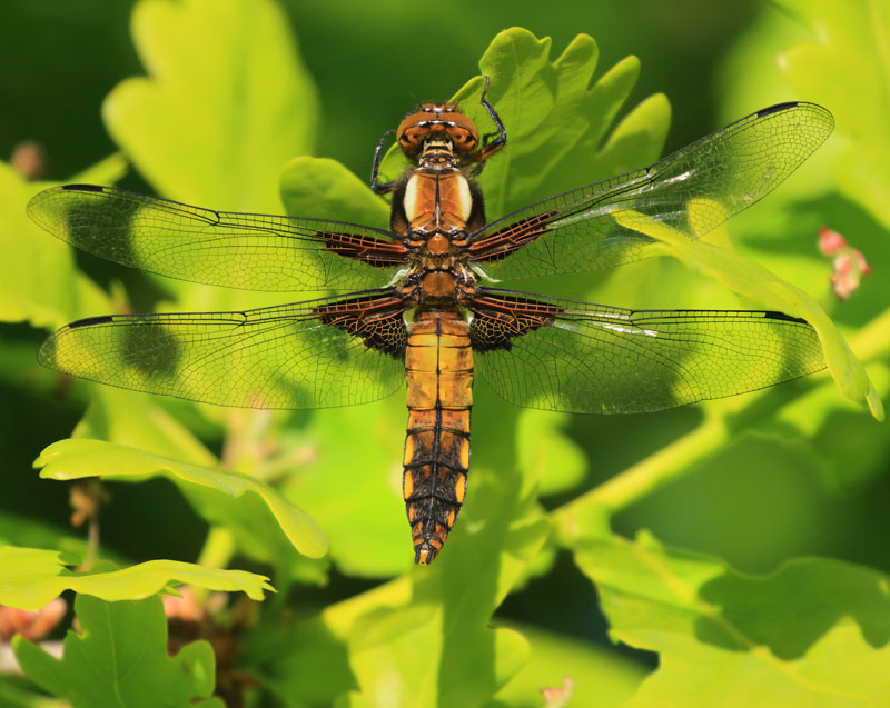 A stunning female Broad-bodied Chaser