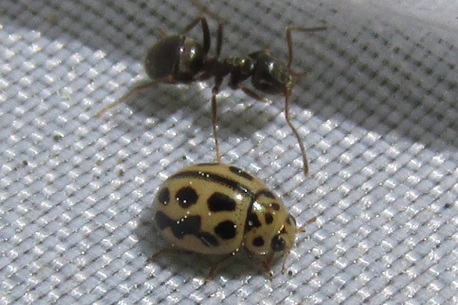16-spot Ladybird with Black Garden ant