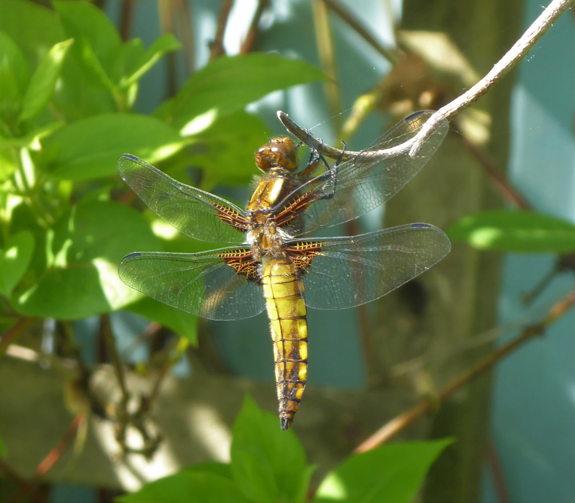 Broad Bodied Chaser (F)