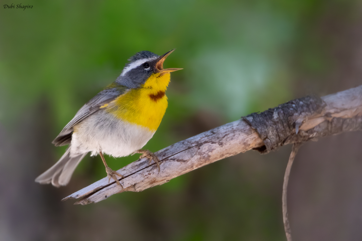 Crescent-chested Warbler	