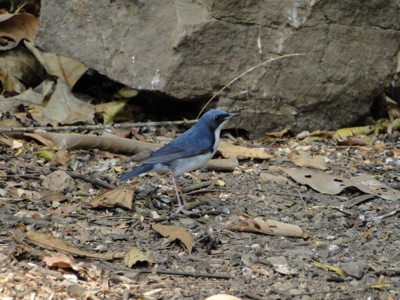 Siberian Blue Robin