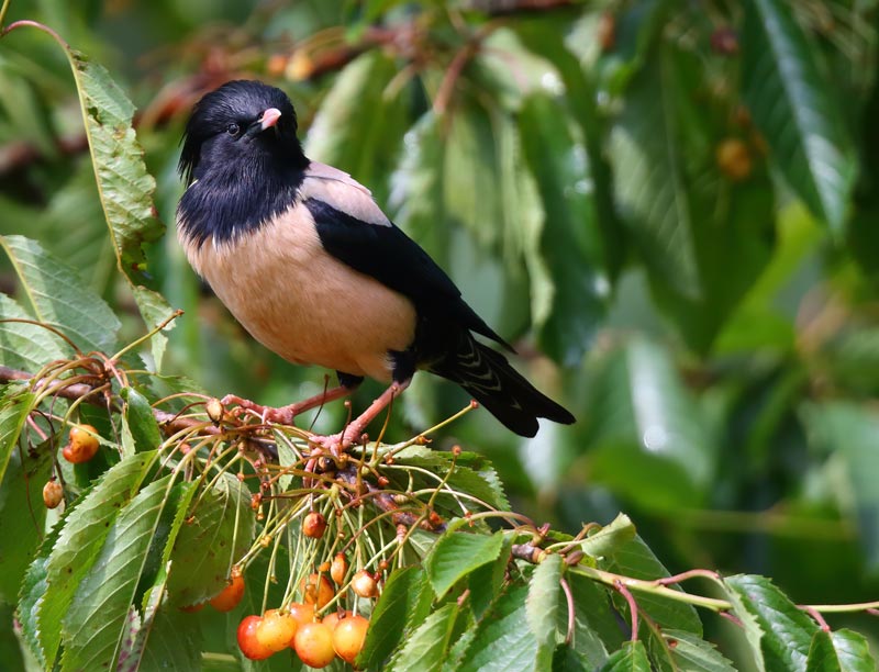 Male Rose-coloured Starling