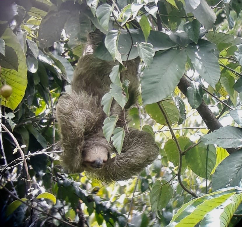 Three toed Sloth