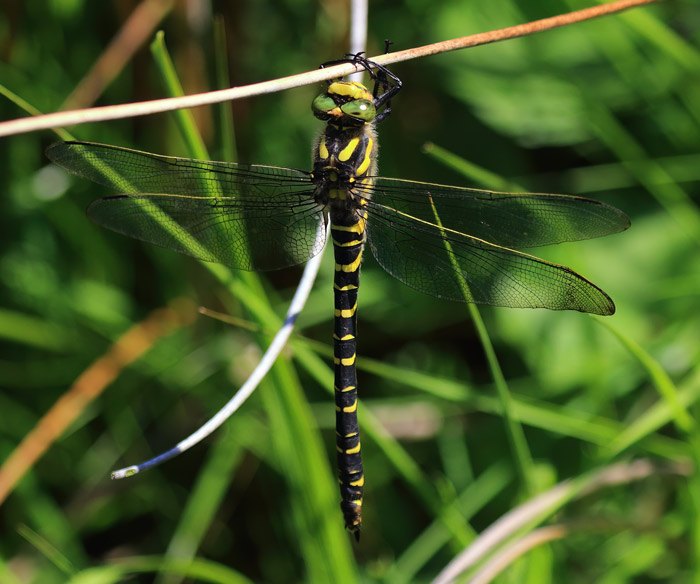 A stunning Golden-ringed Dragonfly