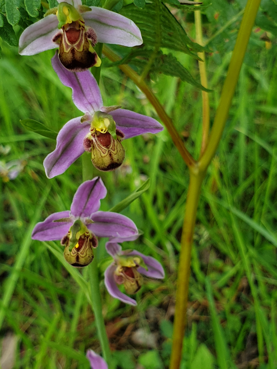 Bee Orchid var cambrensis