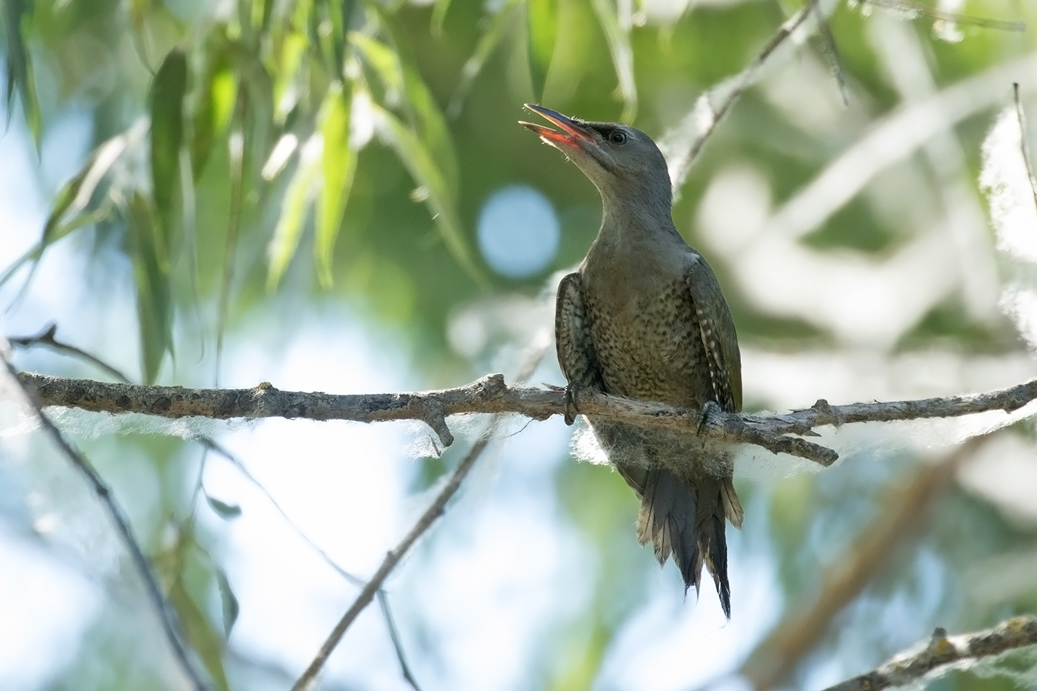 Grey-headed Woodpecker, juvenile