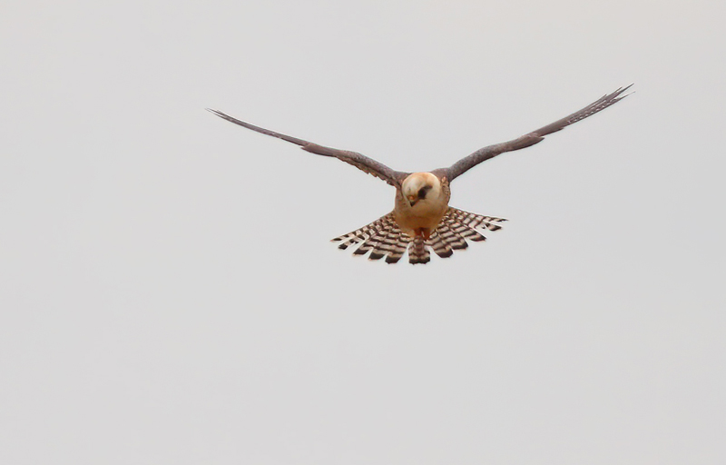 First-summer female Red-footed Falcon