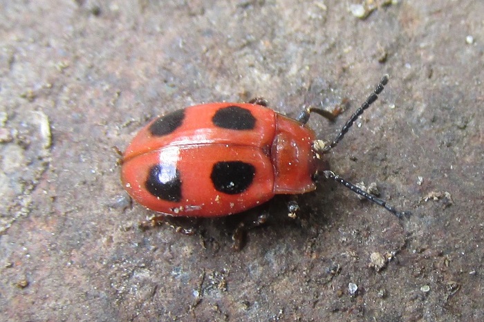 False Ladybird, Endomychus coccineus