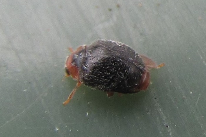 Oak Ladybird, Scymnus auritus