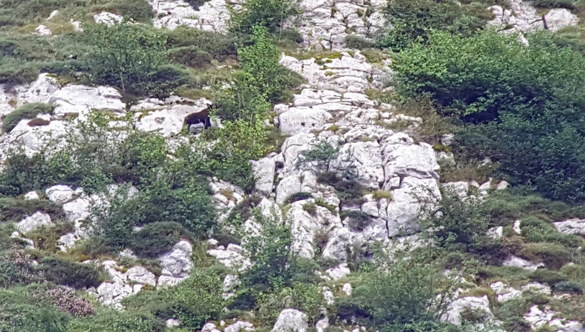 Cantabrian Brown Bear