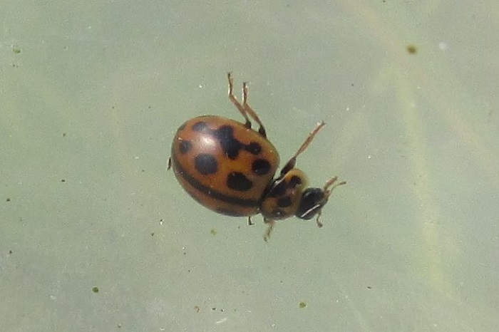 16-spot ladybird