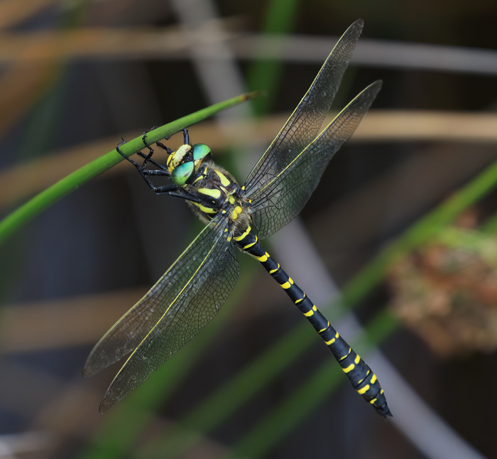 A lovely Golden-ringed Dragonfly