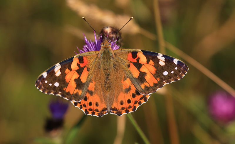 A stunning Painted Lady