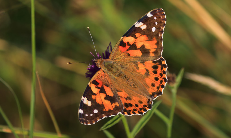 A stunning Painted Lady