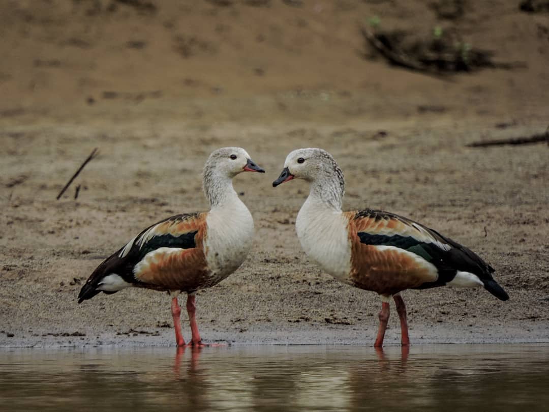 Orinoco Goose