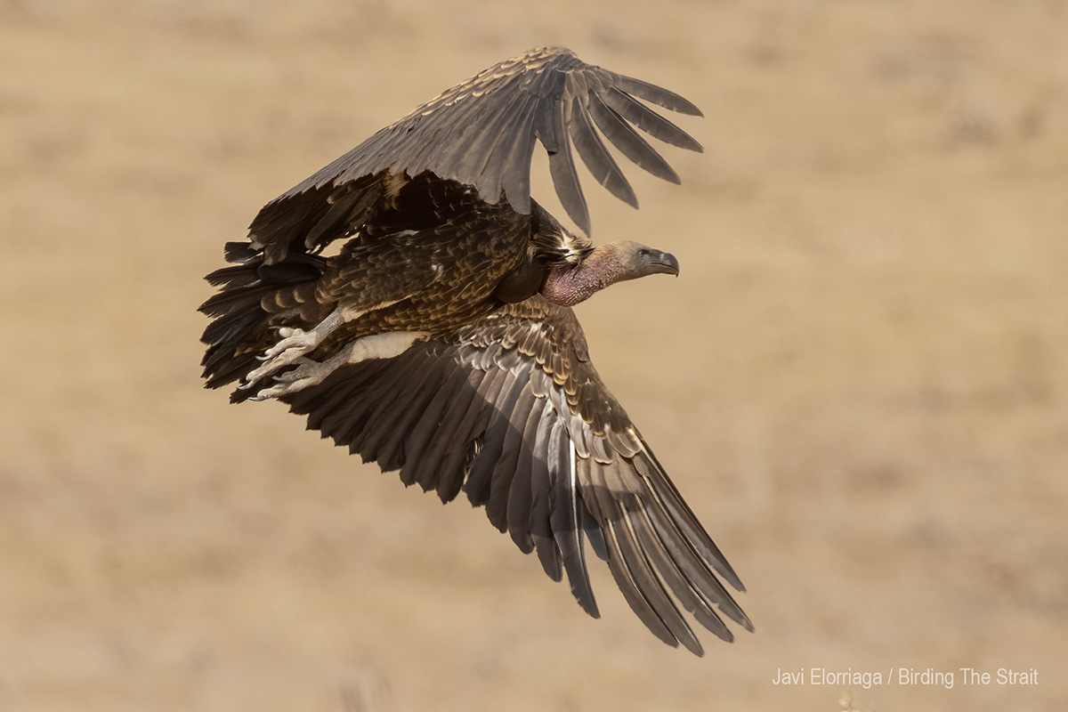 Rüppell´s Vulture
