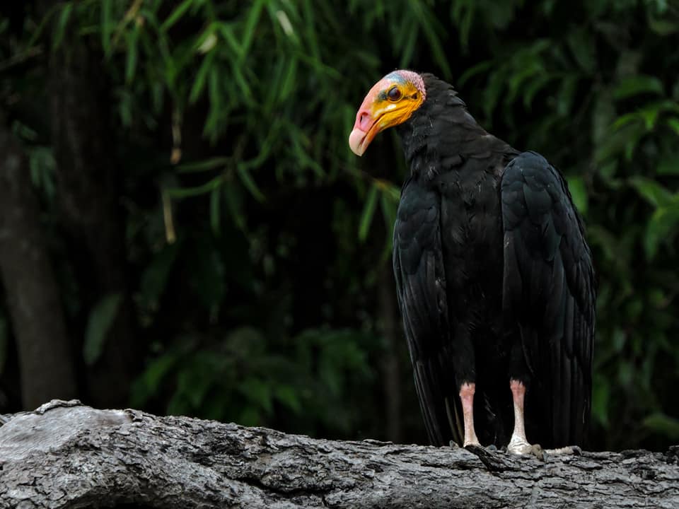 Greater-yellos headed Vulture