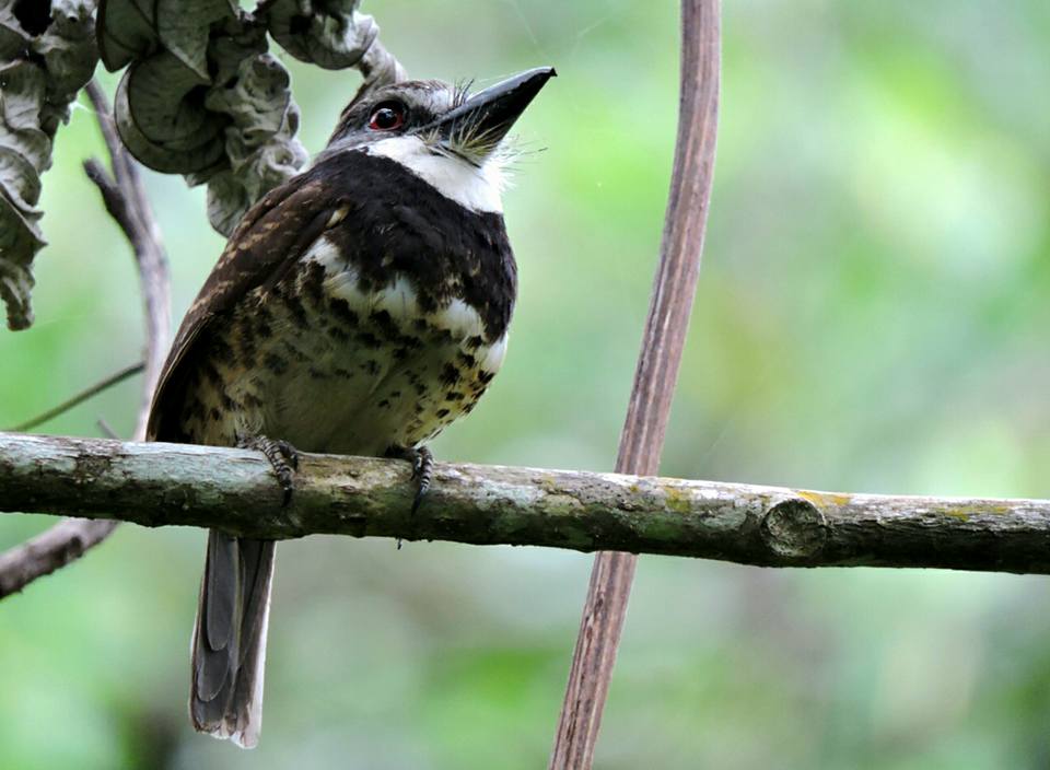 Sooty-capped Puffbird