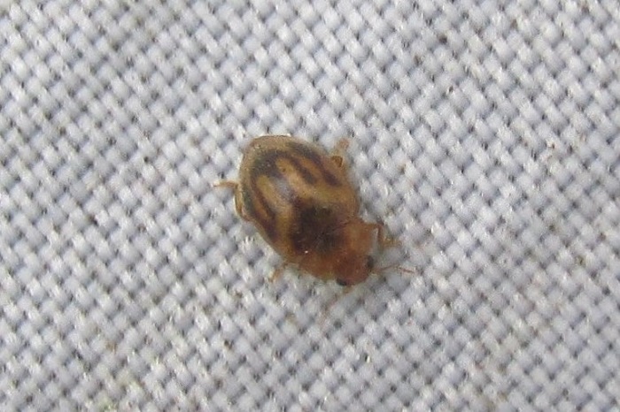 Round-keeled Ladybird, Rhyzobius chrysomeloides