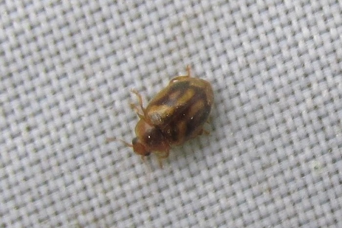 Round-keeled Ladybird, Rhyzobius chrysomeloides