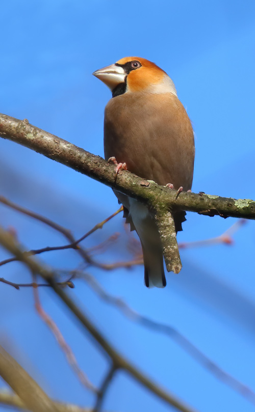 Male Hawfinch