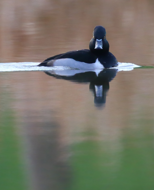 First-winter male Ring-necked Duck