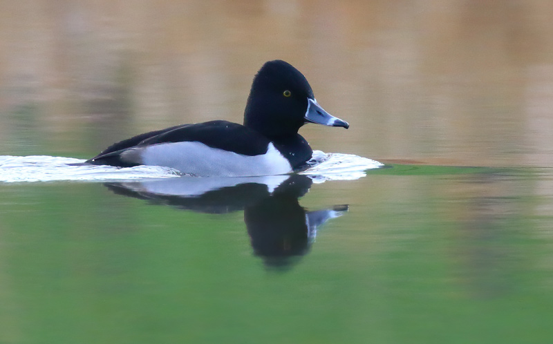 First-winter male Ring-necked Duck