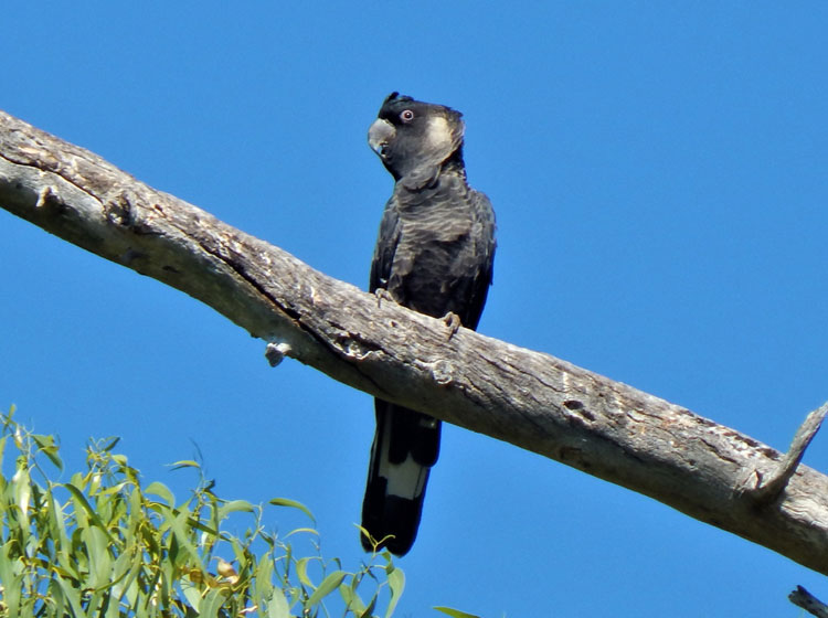 Carnaby's Black Cockatoo