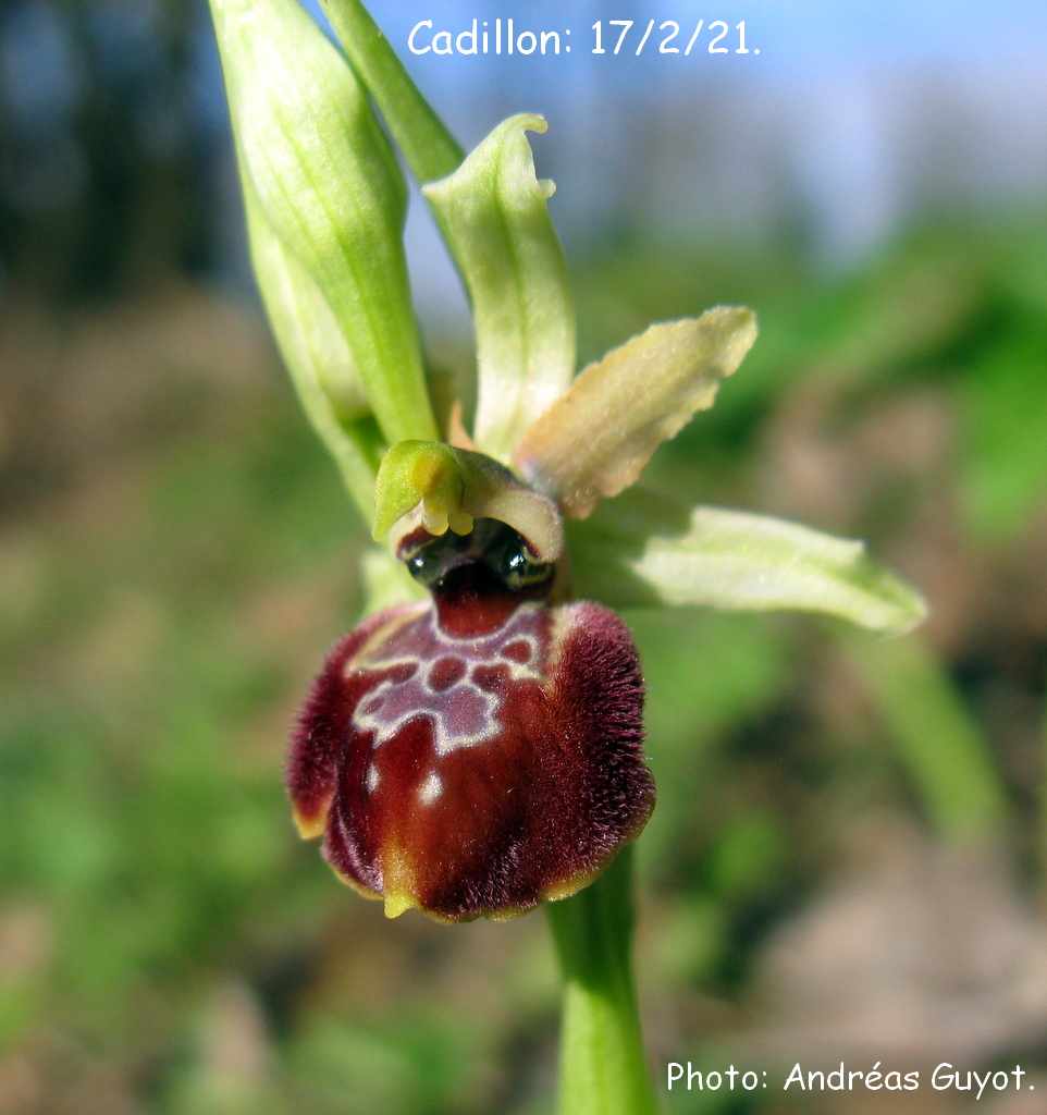 Ophrys exaltata marzuola 