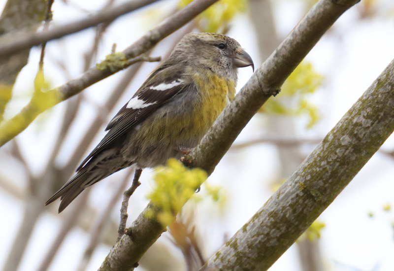 First-winter female Two-barred Crossbill