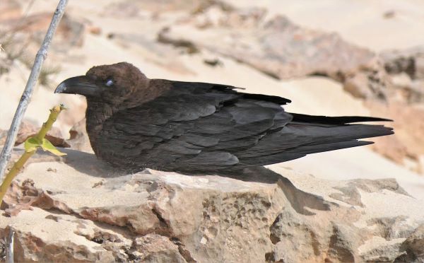 Brown-necked  Raven