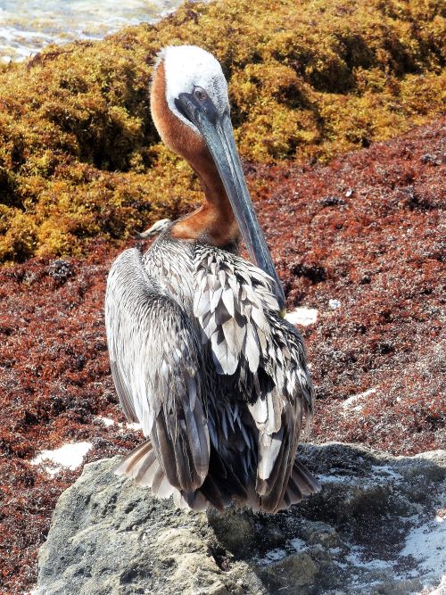 Brown Pelican, atlantic