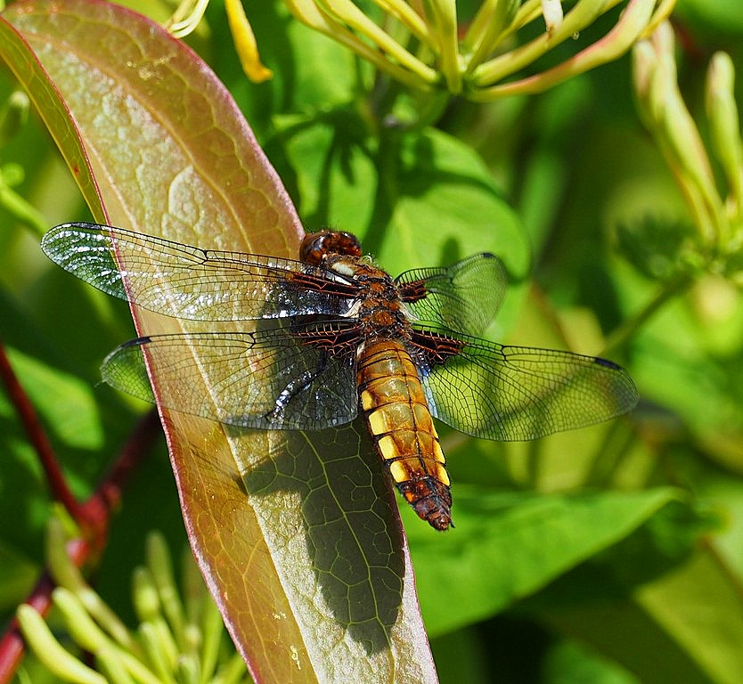broad-bodied Chaser
