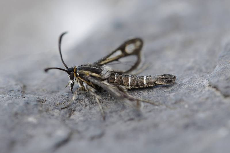 Thrift Clearwing