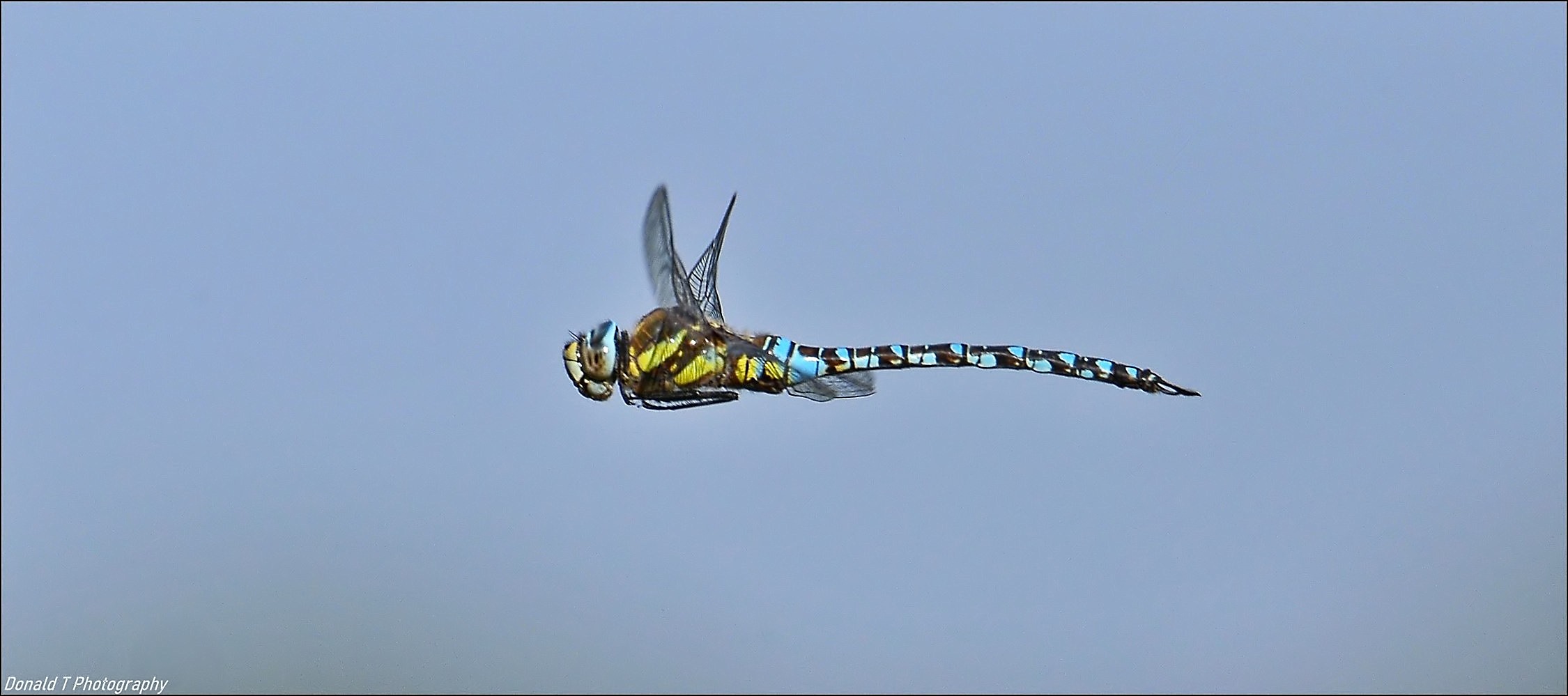 Southern Hawker 