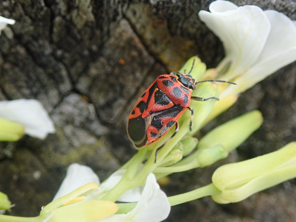 Ornate Shieldbug