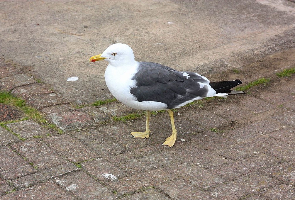 Lesser black-backed Gull