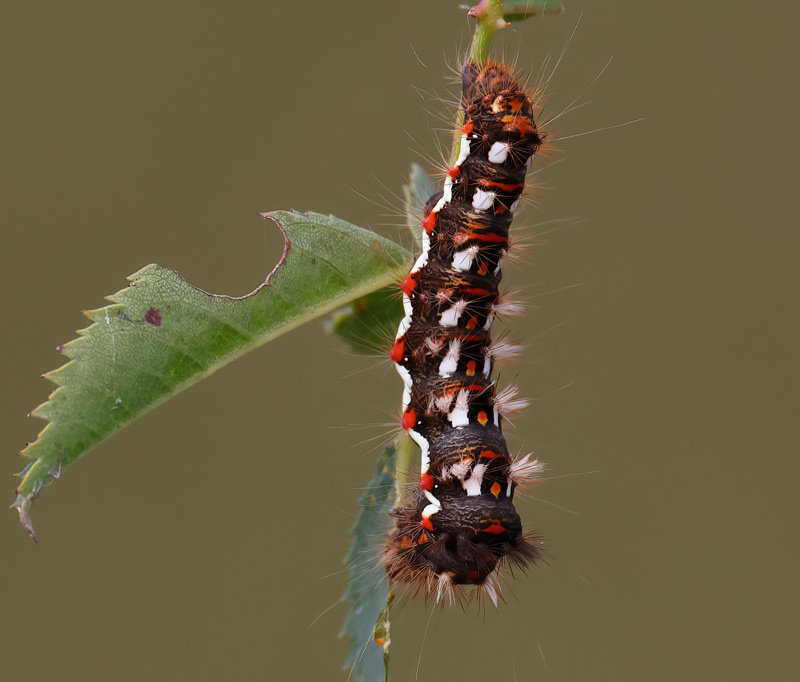 Knotgrass Moth caterpillar
