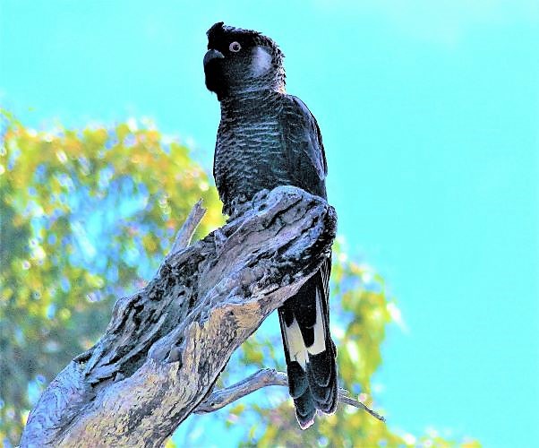 Short-billed Black-cockatoo