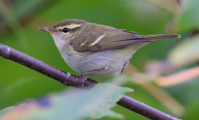 Two-barred Greenish Warbler