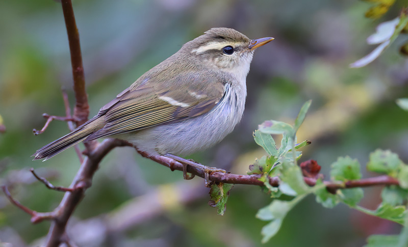 Two-barred Greenish Warbler