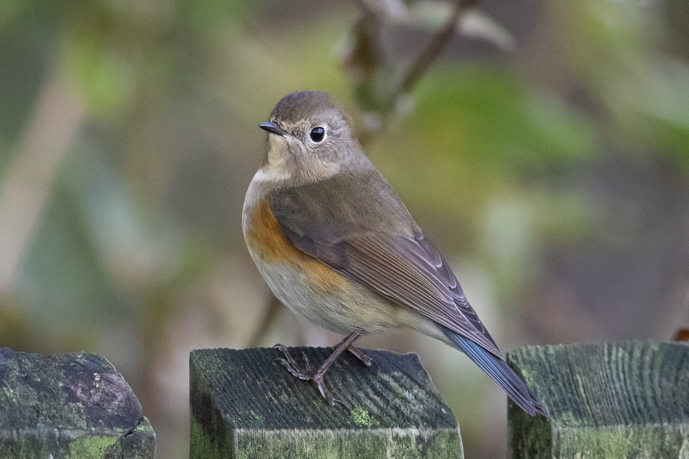 Red flanked Bluetail