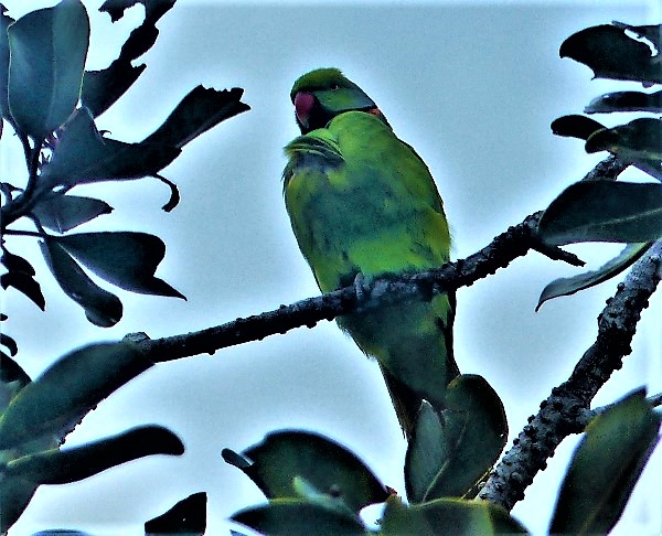 Mauritius Parakeet